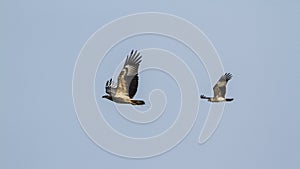 White-bellied sea eagle and brahminy kite flying in Sri Lanka