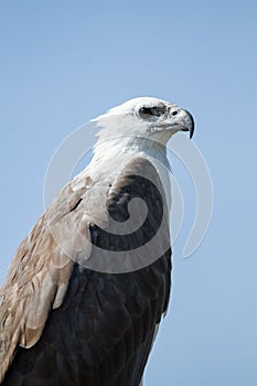 White-bellied sea eagle, Corroborree Billabong, Northern Territory, Australia