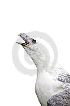 White-bellied sea-eagle, Haliaeetus leucogaster