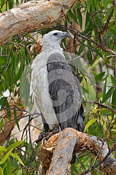 The white bellied sea eagle Haliaeetus leucogaster, also known as the white breasted sea eagle, is a large diurnal bird of prey photo