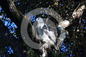 white-bellied sea eagle (Haliaeetus leucogaster) Queensland  Australia