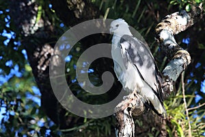white-bellied sea eagle (Haliaeetus leucogaster) Queensland  Australia