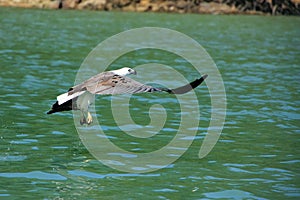 White-bellied Sea Eagle hunting, Langkawi island