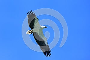 White-bellied Sea Eagle hunting, Langkawi island