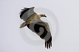 White-bellied sea eagle or Icthyophaga leucogaster seen in Waigeo in West Papua