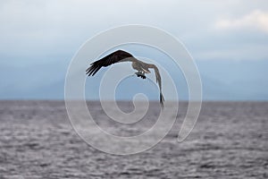 White-bellied sea eagle or Icthyophaga leucogaster seen in Waigeo in West Papua