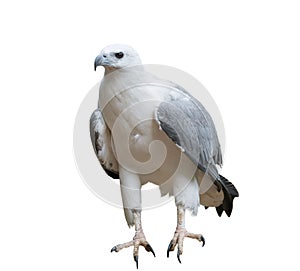 White bellied sea eagle isolated