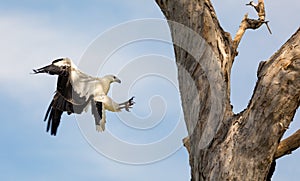 White-bellied sea eagle landing on tree trunk