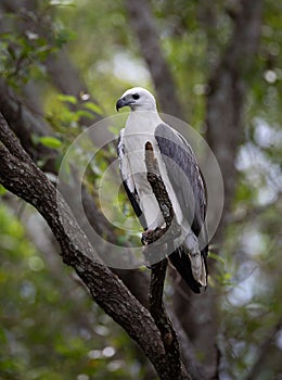 A White-bellied Sea Eagle, Northern Territory, Australia, sitting on the branch of a tree.