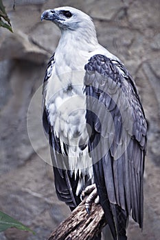 White bellied Sea Eagle Perching on Tree Trunk