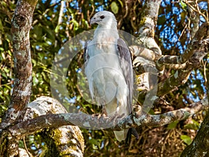 White-bellied Sea Eagle in Queensland Australia