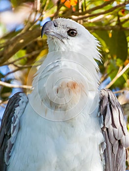 White-bellied Sea Eagle in Queensland Australia