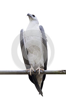 White-bellied Sea-eagle, White-bellied Fish-eagle, White-breasted Sea on white background (Haliaeetus leucogaster).