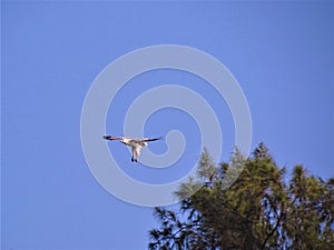 White bellied sea eagle