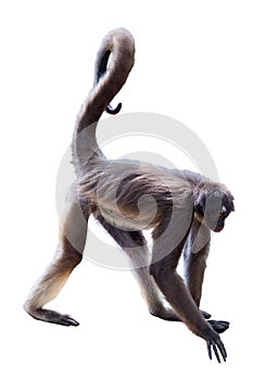 White-bellied spider monkey