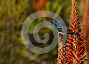 White bellied Sunbird