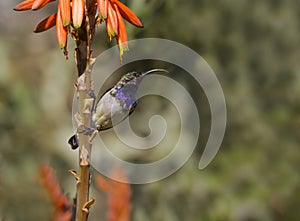 White Bellied Sunbird