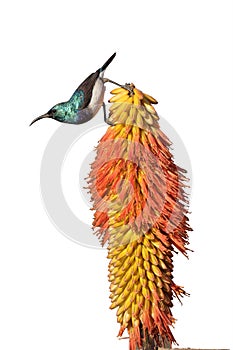 White-bellied sunbird, Cinnyris talatala