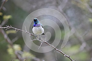 White-bellied sunbird (Cinnyris talatala) in South Africa