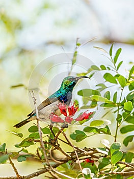 White-bellied Sunbird (Cinnyris talatala) taken in South Africa