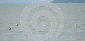 White bellied tern in sea beach photo