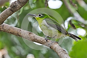 Adorable White-Bellied Tody-Tyrant: A Tiny Avian Wonder photo