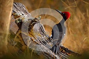 White-bellied woodpecker, Dryocopus javensis, big black bird with red crest in the nature habitat. Woodpecker on the tree trunk in