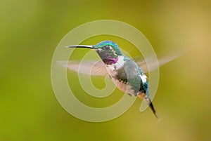 White-bellied Woodstar - Chaetocercus mulsant