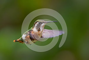 White-bellied Woodstar - Chaetocercus mulsant