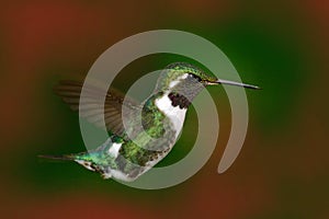 White-bellied Woodstar, Chaetocercus mulsant, hummingbird with c