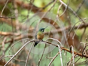 The White-bellied woodstar, Chaetocercus mulsant, sits on a thin branch and looks around. Colombia