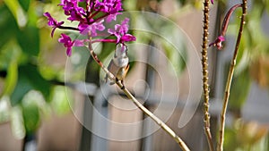 White-bellied woodstar feeding from an orchid