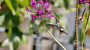 White-bellied woodstar feeding from an orchid