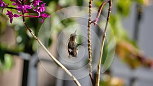 White-bellied woodstar feeding from an orchid