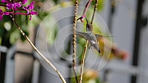 White-bellied woodstar feeding from an orchid