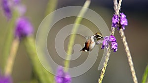 White-bellied woodstar feeding from an orchid