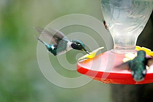 White-bellied woodstar hummingbird