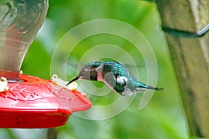 White-bellied woodstar hummingbird