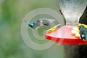 White-bellied woodstar hummingbird