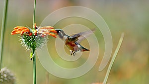 White-bellied woodstar hummingbird