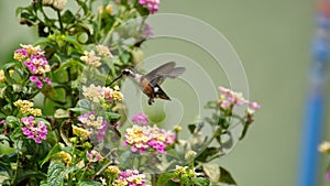 White-bellied woodstar hummingbird