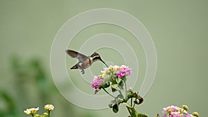 White-bellied woodstar hummingbird