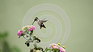 White-bellied woodstar hummingbird