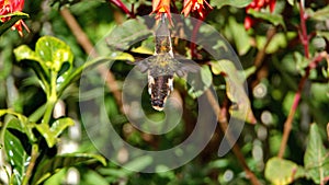 White-bellied woodstar hummingbird