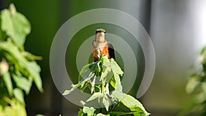 White-bellied woodstar hummingbird