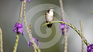 White-bellied woodstar hummingbird