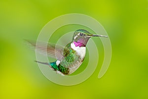 White-bellied Woodstar, hummingbird with clear green background. Bird from Tandayapa. Hummingbird from Ecuador. Hummingbird in nat