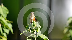 White-bellied woodstar hummingbird perched on a plant