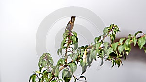 White-bellied woodstar hummingbird perched on a plant