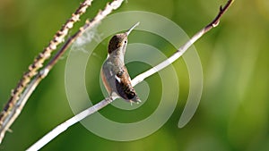 White-bellied woodstar perched on an orchid